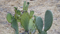Opuntia