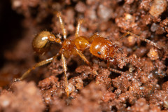 Aphaenogaster pythia