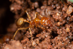 Aphaenogaster pythia
