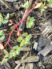 Euphorbia vermiculata