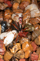 Leptomyrmex tibialis