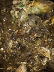 Metopograpsus messor