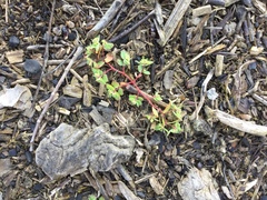 Euphorbia vermiculata