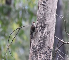 Climacteris erythrops