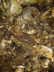 Metopograpsus messor