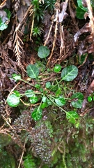 Shortia rotundifolia