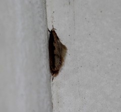 Leptocroca sanguinolenta