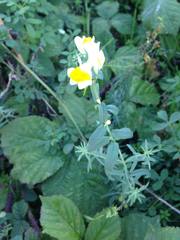 Linaria vulgaris