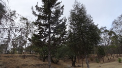 Cupressus lusitanica