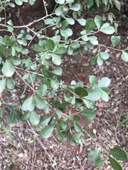 Planchonella cotinifolia
