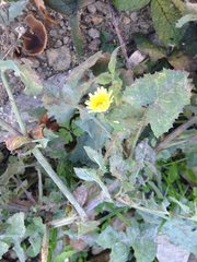 Sonchus oleraceus