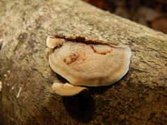 Steccherinum reniforme