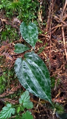 Collabium formosanum