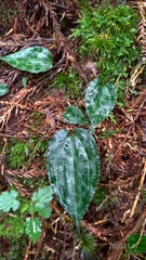 Collabium formosanum