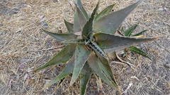 Aloe