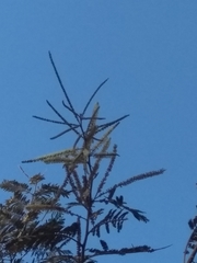 Senegalia macilenta