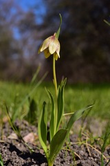 Fritillaria agrestis