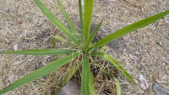 Yucca
