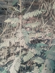 Senegalia macilenta