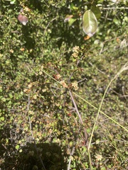 Muehlenbeckia complexa