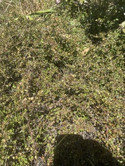 Muehlenbeckia complexa