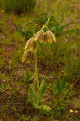Fritillaria agrestis