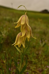 Fritillaria agrestis
