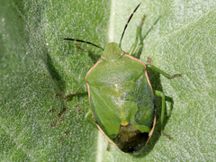 Chlorochroa