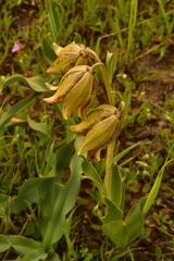 Fritillaria agrestis