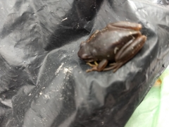 Hyla walkeri