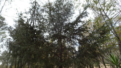 Cupressus lusitanica