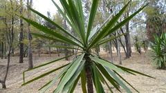Yucca
