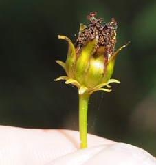 Coreopsis palustris
