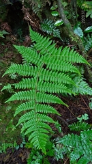 Dryopteris peranema