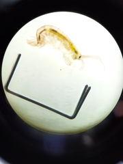 Hadzioidea