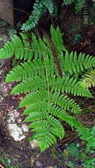 Dryopteris peranema