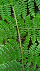 Dryopteris peranema