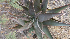Aloe