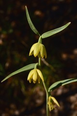 Fritillaria viridea