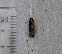 Leptocroca sanguinolenta