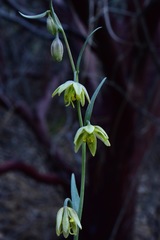 Fritillaria viridea