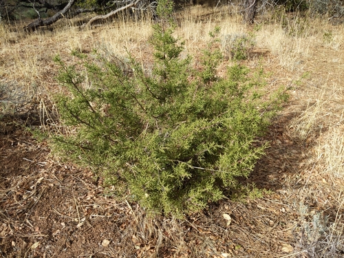 California Juniper seedling