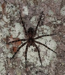 Dolomedes tenebrosus