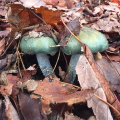 Stropharia aeruginosa