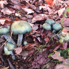 Stropharia aeruginosa