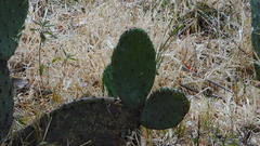 Opuntia