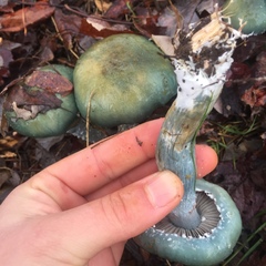 Stropharia aeruginosa