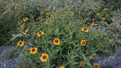 Helianthus laciniatus