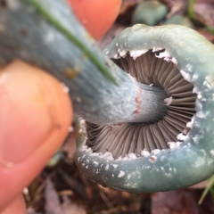 Stropharia aeruginosa