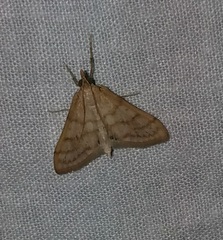 Paracorsia repandalis